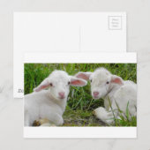 Zwillingstier des Lamms Postkarte (Vorne/Hinten)