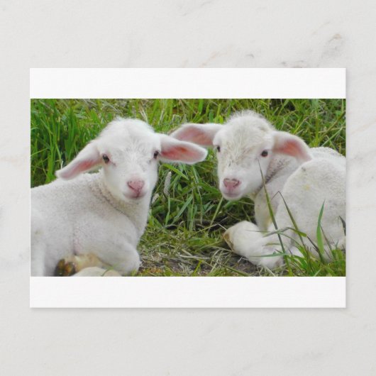 Zwillingstier des Lamms Postkarte (Vorderseite)