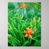 ZwillingTaglilien Poster (Vorne)