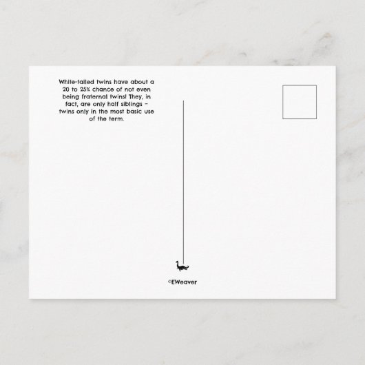 Zwin Fawns Postcard Postkarte (Rückseite)