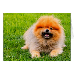 Zwinkernd Lachender Lustiger Hund