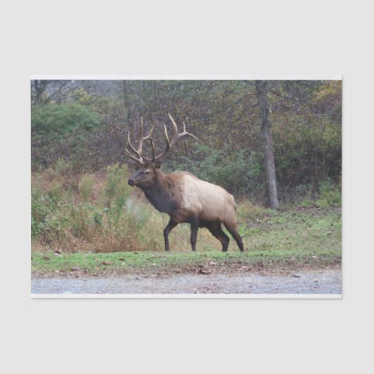 Zwirnpapier Seidenpapier (Vorderseite)