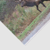 Zwirnpapier Seidenpapier (Ausschnitt)