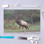 Zwirnpapier Seidenpapier (Handwerk)