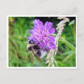 Zwischen Blüte & Brummen – Natur im Kleinformat Postkarte (Vorderseite)