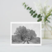 Zwischen den Eichen (Winter) Postkarte