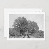 Zwischen den Eichen (Winter) Postkarte