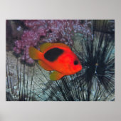 Zwischen den Urchins Poster (Vorne)