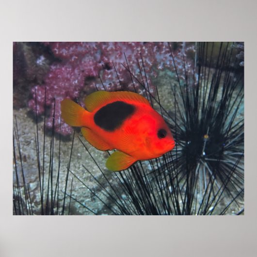 Zwischen den Urchins Poster (Vorne)