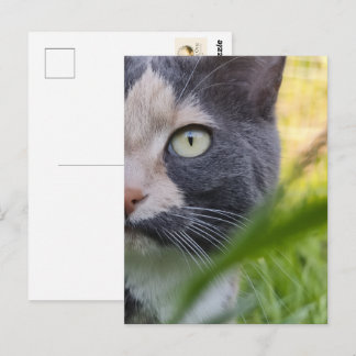 Zwischen Halmen – Kobayashi im Grünen Postkarte