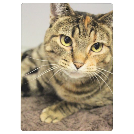 Zwischenablage Klemmbrett (Rückseite)