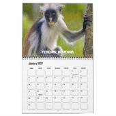 Zwölf Affen Kalender (Jan 2027)