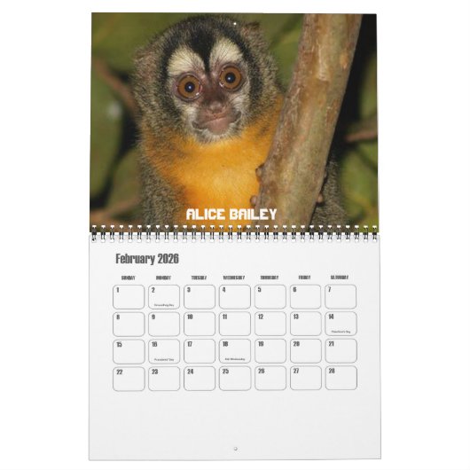 Zwölf Affen Kalender (Feb 2026)