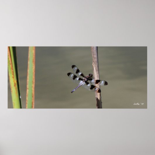 Zwölf Gepunktete Skimmer 1 Poster (Vorne)