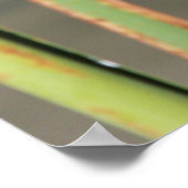 Zwölf Gepunktete Skimmer 1 Poster (Ecke)