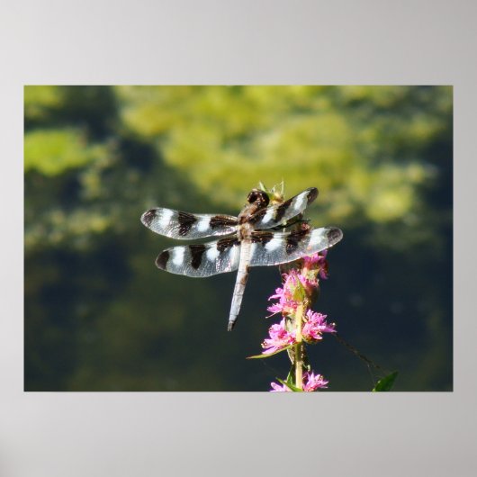 Zwölf Gepunktete Skimmer-Libelle Poster (Vorne)