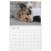 Zwölf schöne Katzen Bilder Kalender (Mär 2026)