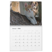 Zwölf schöne Katzen Bilder Kalender (Jan 2026)