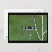 Zwölf-Spot-Skimmer Postkarte (Vorne/Hinten)