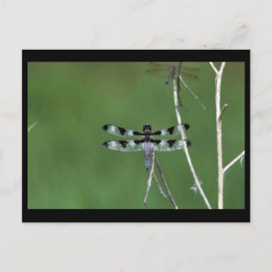 Zwölf-Spot-Skimmer Postkarte