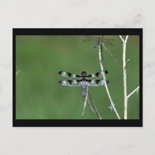 Zwölf-Spot-Skimmer Postkarte (Vorderseite)