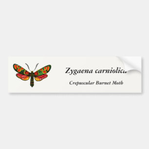 Zygaena carniolica - The Crepuscular Burnet Moth Autoaufkleber