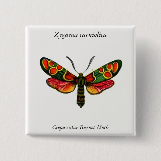 Zygaena carniolica - The Crepuscular Burnet Moth Button (Vorderseite)