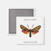 Zygaena carniolica - The Crepuscular Burnet Moth Magnet (Vorderseite/Rückseite)
