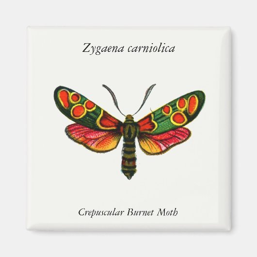 Zygaena carniolica - The Crepuscular Burnet Moth Magnet (Vorne)
