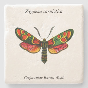 Zygaena carniolica - The Crepuscular Burnet Moth Steinuntersetzer