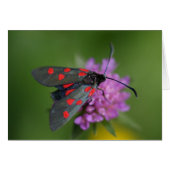 Zygaena ephialtes (Vorderseite (Horizontal))