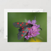 Zygaena ephialtes postkarte (Vorne/Hinten)