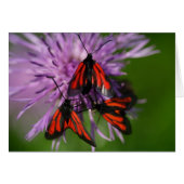 Zygaena puralis (Vorderseite (Horizontal))