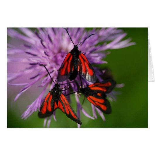 Zygaena puralis (Vorderseite (Horizontal))