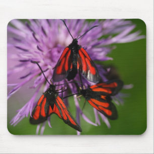 Zygaena puralis mousepad