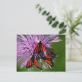 Zygaena puralis postkarte (Stehend Vorderseite)