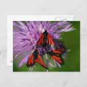 Zygaena puralis postkarte (Vorne/Hinten)