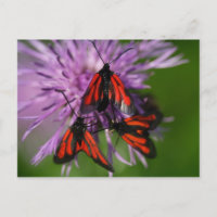 Zygaena puralis