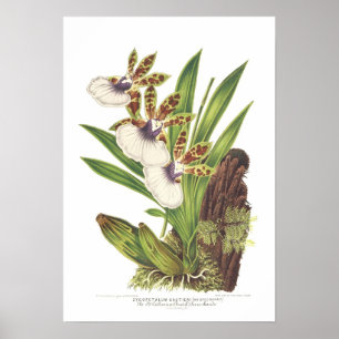 Zygopetalum gautieri poster