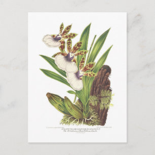 Zygopetalum gautieri postkarte
