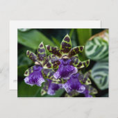 Zygopetalum Orchid Postkarte (Vorne/Hinten)