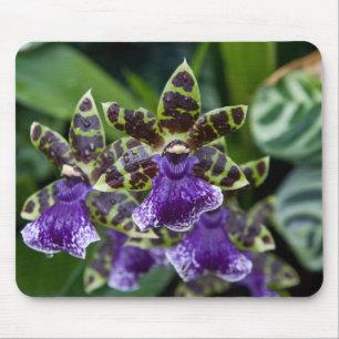 Zygopetalum Orchidee Mousepad