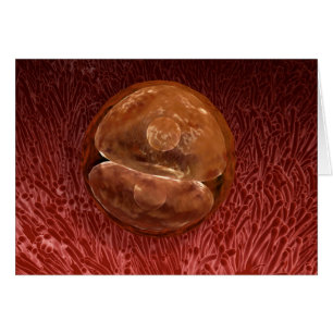 Zygote Entwicklung: 24-36 Stunden