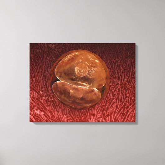 Zygote Entwicklung: 24-36 Stunden Leinwanddruck (Vorderseite)