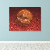 Zygote Entwicklung: 24-36 Stunden Leinwanddruck (Insitu (Holzboden))