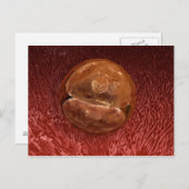 Zygote Entwicklung: 24-36 Stunden Postkarte (Vorne/Hinten)