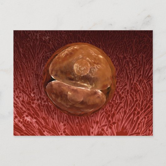 Zygote Entwicklung: 24-36 Stunden Postkarte (Vorderseite)