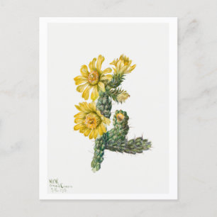 Zylinderropuntia Whipplei Botanische Illustration Postkarte