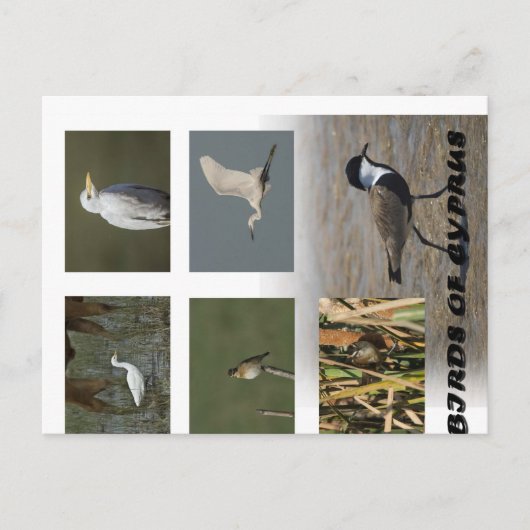 Zypern - Art der Tiere - Vögel - Postkarte (Vorderseite)