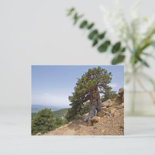 Zypern Artemis Naturlehrpfad Troodos Landschaft Postkarte (Stehend Vorderseite)